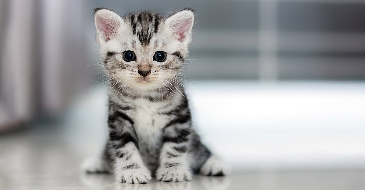 Yumak yumak yumuşak Kedimi çok severim