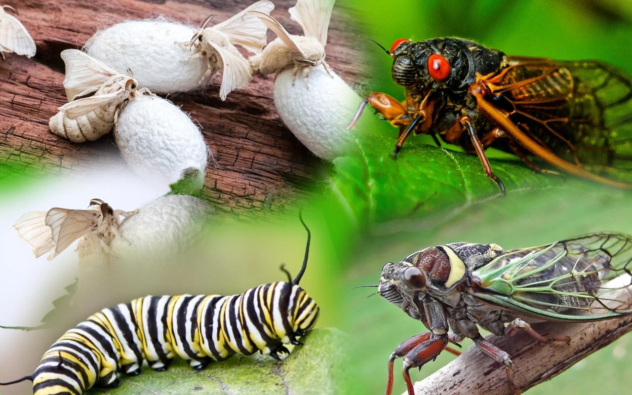 On yıl şiiri - Cerrah Güner Gük