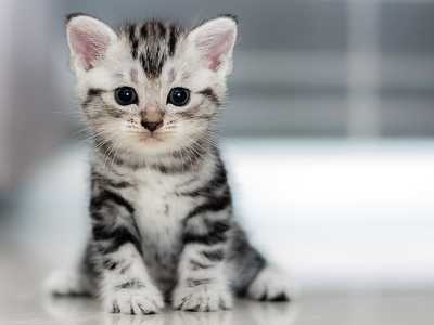 Yumak yumak yumuşak Kedimi çok severim