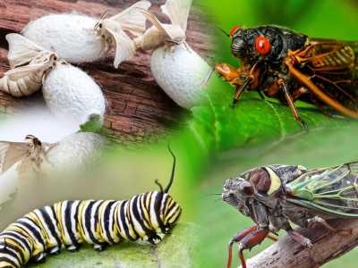 On yıl şiiri - Cerrah Güner Gük